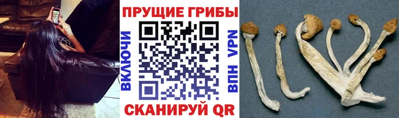 Псилоцибиновые грибы GOLDEN TEACHER  Тихорецк 